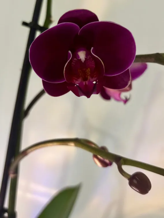 Terapeuta en un despatx modern i lluminós, asseguda còmodament, reflectint professionalitat i obertura